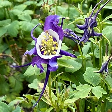 Aquilegia