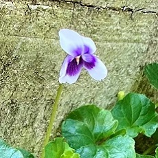 Australian violet