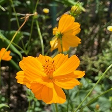 Cosmos sulphureus