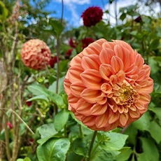 dahlia edible