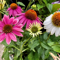 edible echinacea