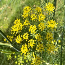 Fennel flower