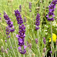 English Lavender