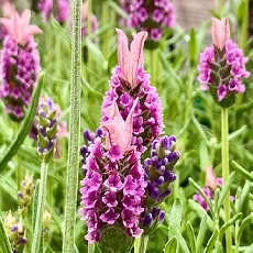 French Lavender