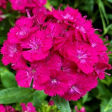 Sweet william flower