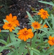 Zinnia angustifolia