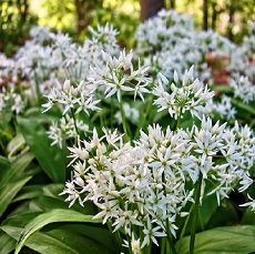 allium-ursinum edible