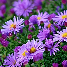 aster edible