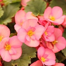 begonias for eating