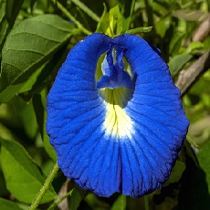 blue butterfly pea