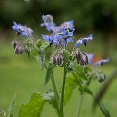 borage