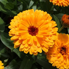 edible calendula