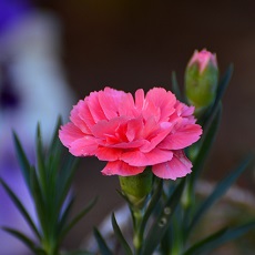 edible carnation flower