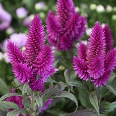 edible celosia