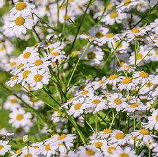 edible chamomile