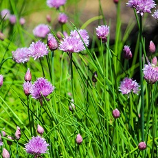 edible chive flowers