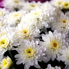 chrysanthemums edible