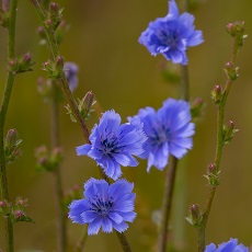 Chicory flower edible