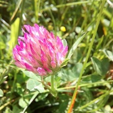 pink clover edible