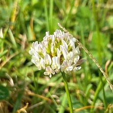 white clover