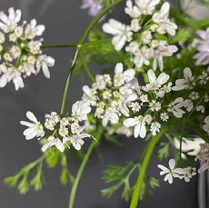 coriander flower