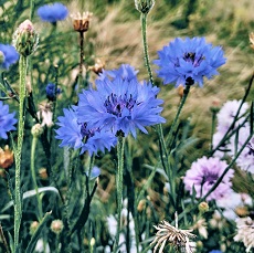 Edible cornflowers