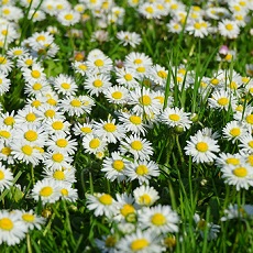 daisies edible