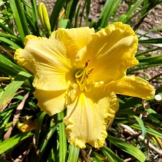 daylilies for eating