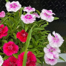 edible dianthus