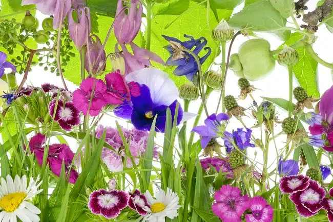 easy to grow edible flowers