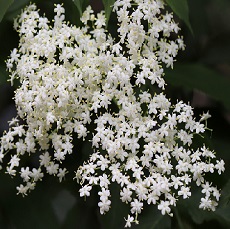 elderflower