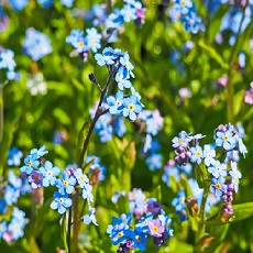 forget me not edible