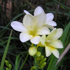 freesia edible