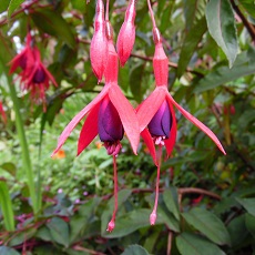 edible fuschias