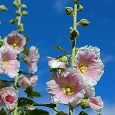 hollyhocks edible