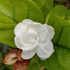 jasmine