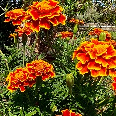 marigold edible