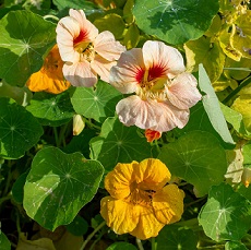 nasturtium