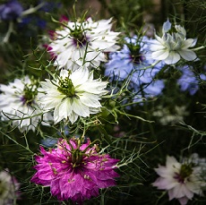 nigella