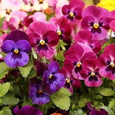 Pansy edible