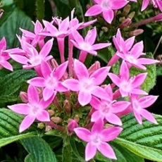 pink Pentas