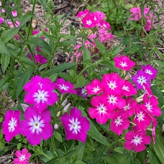 edible phlox