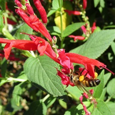 pineapple sage edible