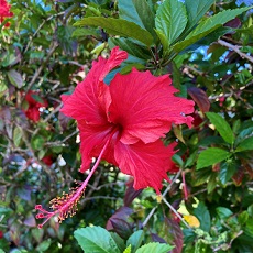 red hibiscus