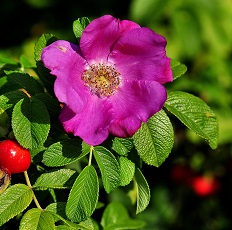 dog rose