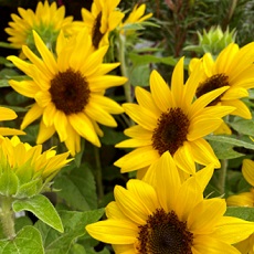 sunflower edible