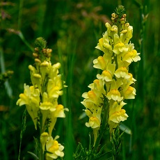 toadflax edible