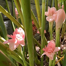 torch ginger edible