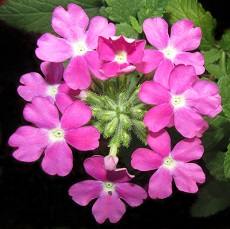 edible verbena