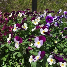 violas in garden